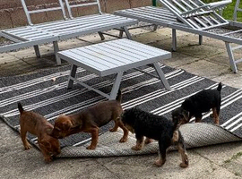 Lakeland Terrier Pups for new home