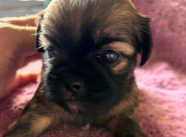 6 beautiful puppys