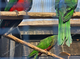 Australian king parrots