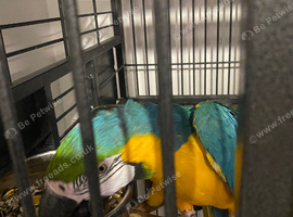 Steady Macaw talks not tame