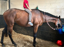16hh tb gelding called Joey, dressage potential, good all rounder. good potential