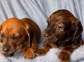 Long & Short Haired Sable over Cream Dachshund puppies