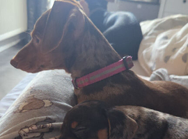 Miniature Dachshund