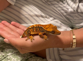 Beautiful crested gecko for sale with tank