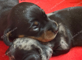 2 female mini smooth haired Dachshund puppies
