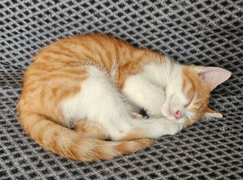 Kitten for sale