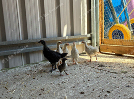 Mixed breed chicks for sale