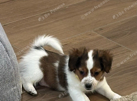 Traditional mini Jack Russell pups
