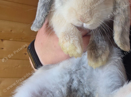 2 beautiful mini lops