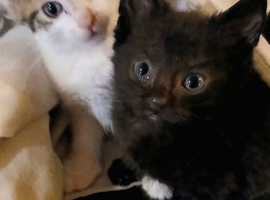 Kittens Ready now (Stevenage)