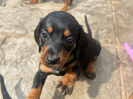 3 left, ready in just over a week!