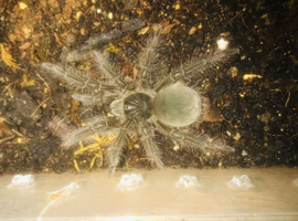 Juvenile Theraphosa blondi