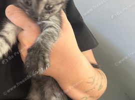 Black tabby silver kitten