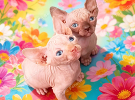 GORGEOUS SPHYNX KITTENS