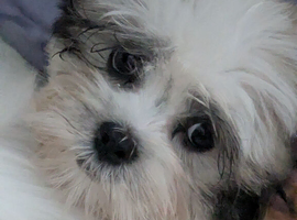 Lhasa apso boys only