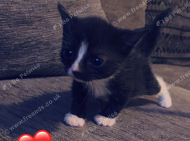 Baby kittens for sale