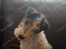 Wire haired Fox Terrier Puppy for sale