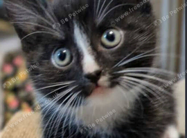 6 kittens for sale black and white some black