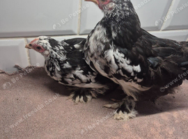 Mottled pekin pullets