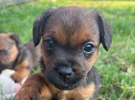 Patterdale puppies