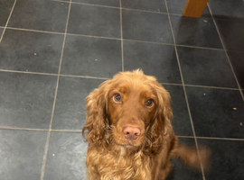 beautiful cocker spanial for sale