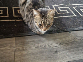 Cat needs rehoming