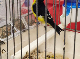 Wanted lesser goldfinch female