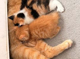 Beautiful home reared kittens. Ready sat 3rd Oct