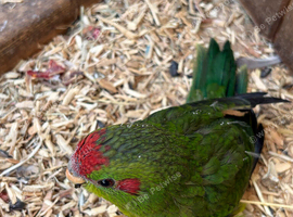 2 young kakarikis