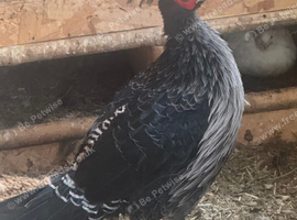 Kalij pheasant pair
