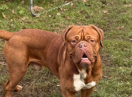 Dogue De Bordeaux STUD KC with champ in bloodline line