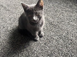 2 x female kittens