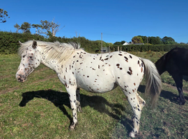 Appaloosa