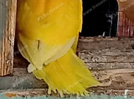 Baby kakariki
