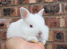 Lionhead Bunny