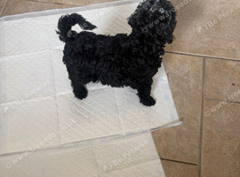 Miniature Labradoodle