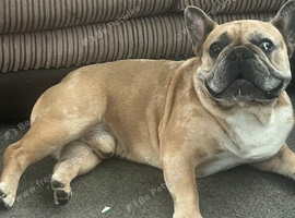 French bulldog cross pug