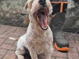 Jack Russell Ken Gould Line For Stud