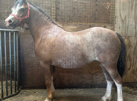Beautiful section A mare