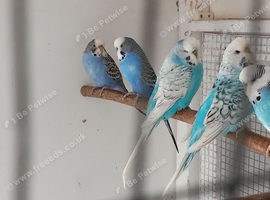 Breeding  budgies