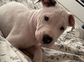 American bull dog puppy