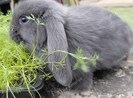 Vaccinated french lops last boy