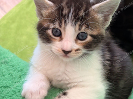 Maine Coon Cross Kittens