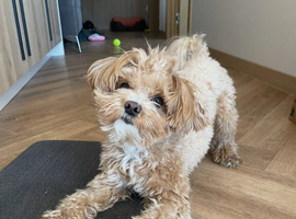 Mikey the beautiful Maltipoo for an experienced home