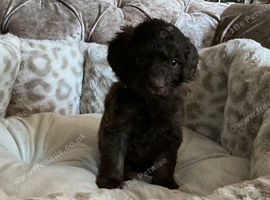 Stunning F1B Aussiedoodle puppies