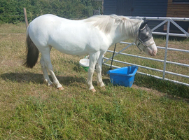 Few spot filly