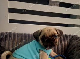 2 pug puppies