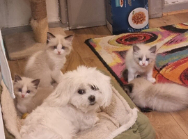 Ragdoll kittens (bicolour)