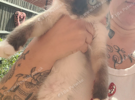 Gorgeous Ragdolls Available