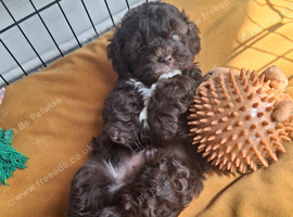 Shih tzu cross toy poodle